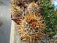 ancistrocactus_brevihamatus_201203