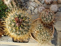 ancistrocactus_megarhizus_201203