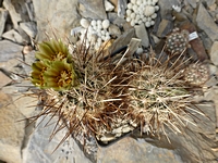 ancistrocactus_scheeri_201403