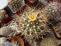 ancistrocactus_tobuschii_201104