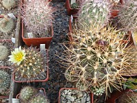 ancistrocactus_tobuschii_201204