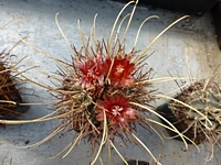 ancistrocactus_uncinatus_201403