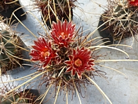 ancistrocactus_uncinatus_201403a