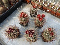 ancistrocactus_uncinatus_formy_201403