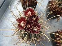 ancistrocactus_uncinatus_wrightii_tmavy_201403