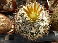 echinomastus_unguispinus_laui_ss213a_201405