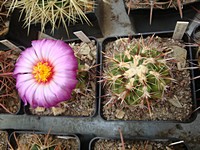 thelocactus_bicolor_pottsii_sb77_201307