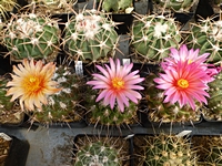 thelocactus_conothelos_aurantiacus_201405