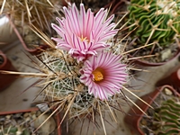 thelocactus_lausseri_201404