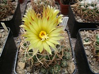 coryphantha_andreae_201307