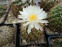 coryphantha_asterias_201307