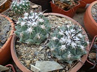 coryphantha_borwigii_gen_zepeda_coahuila_201209