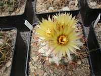 coryphantha_culpinensis_201307