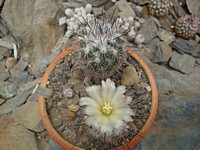 coryphantha_durangensis_mk68205_201307