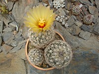 coryphantha_echinus_s382_201307