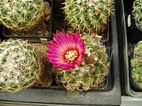 coryphantha_elephantides_200909