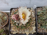 coryphantha_gurkeana_201407