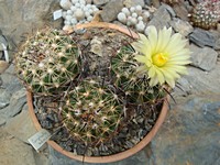 coryphantha_indiensis_201307