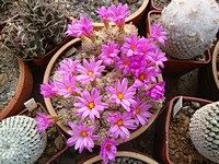 coryphantha_minima_201205