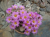 coryphantha_minima_201307