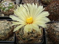 coryphantha_pectinata_201307
