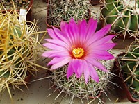 coryphantha_ramillosa_200909