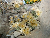 neobesseya_missuriensis_skalka_201205