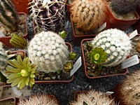 echinocereus_carmenensis_sb1476_201405