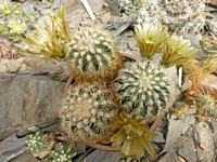 echinocereus_chloranthus_corellii_sb743_201405