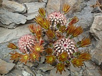 echinocereus_chloranthus_cylindricus_sb352_kvet_201305