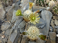 echinocereus_chloranthus_neocapillus_201405