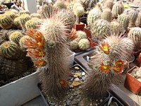 echinocereus_chloranthus_russanthus_sb420_201204