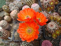 echinocereus_coccineus_201205