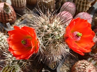 echinocereus_coccineus_201405