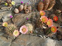 echinocereus_coccineus_kvet_ruzneformy_201205