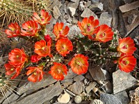 echinocereus_coccineus_roemeri_201205