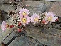 echinocereus_coccineus_rosei_otero_201305