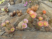 echinocereus_coccineus_ruzneformy_201405