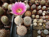 echinocereus_dasyacanthus_sb732_201306