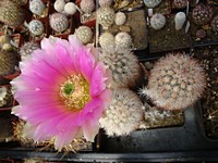 echinocereus_dasyacanthus_sb732_květ_201306