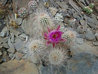 echinocereus_delaetii_201305