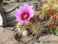 echinocereus_engellmanii_boyce_thompsonii_sb520_201405