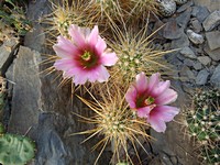 echinocereus_engellmanii_nicholii_201306