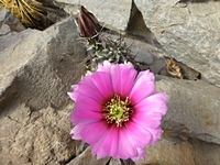 echinocereus_fendleri_kuenzleri_sb353_201405
