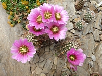 echinocereus_fendleri_rectispinus_sb160_201405
