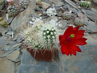 echinocereus_klapperi_bwo220_2013076