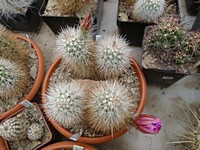 echinocereus_longispinus_201305