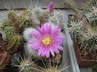 echinocereus_nivosus_201205