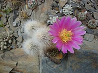 echinocereus_nivosus_201305