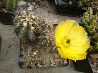 echinocereus_ochoterenae_lau624_201307